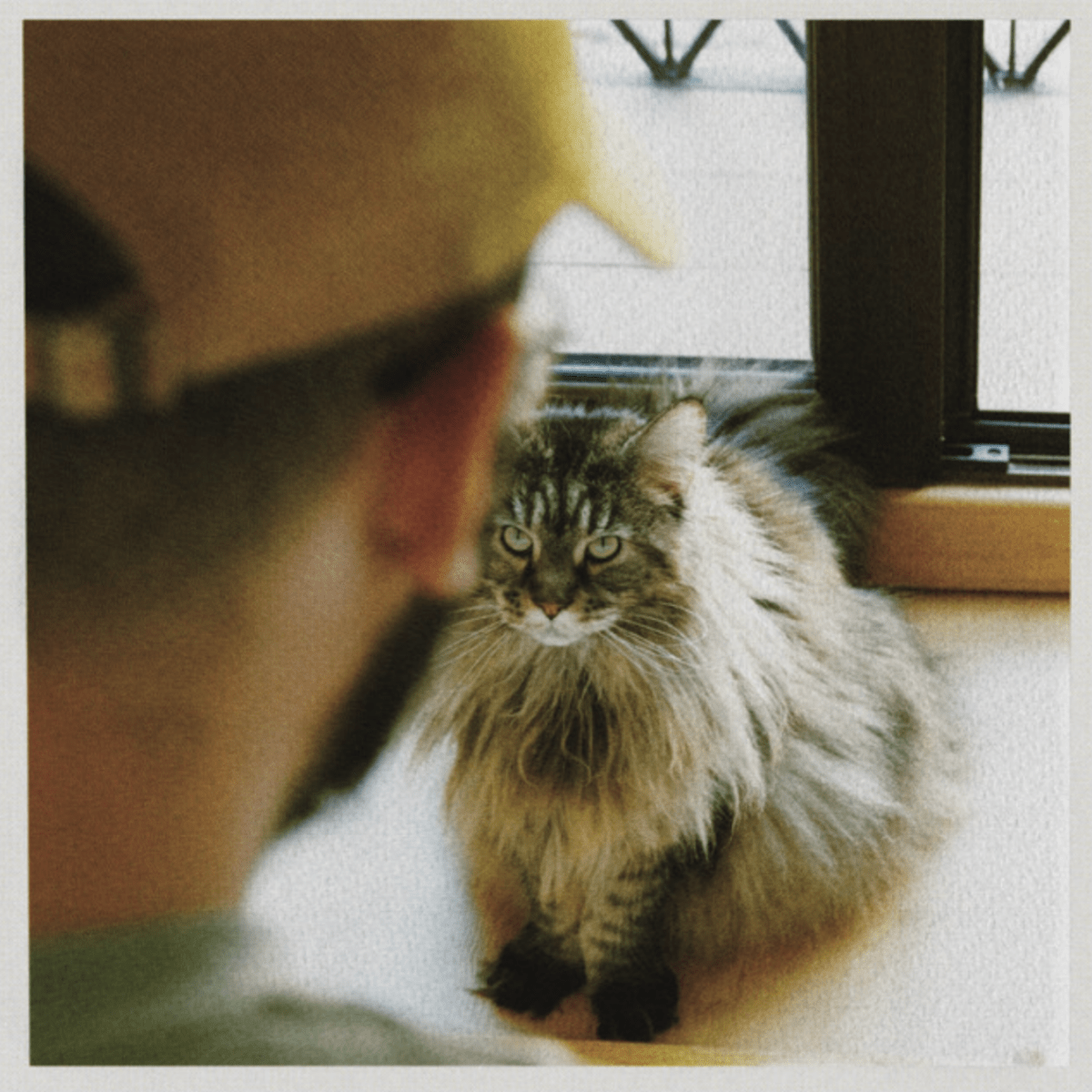 alberto.vela: gatos, Goyas, Tiny Desk y&nbsp;“Ebastel”